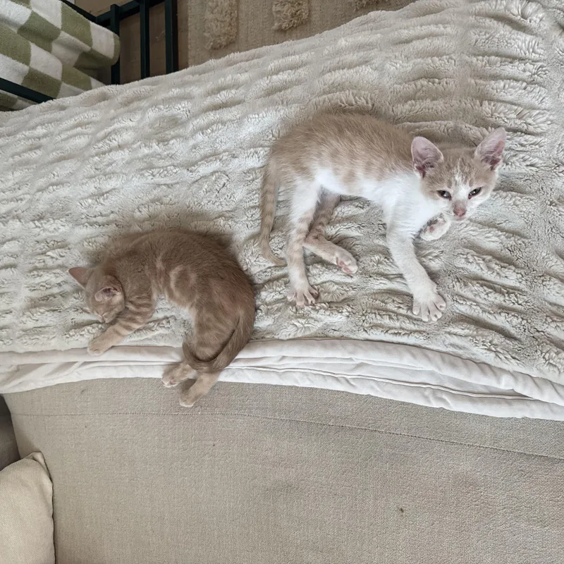 A baby small-sized male Tabby (Orange / Red) Domestic Short Hair cat named Poppy & Pumpkin for adoption in Nashville, TN