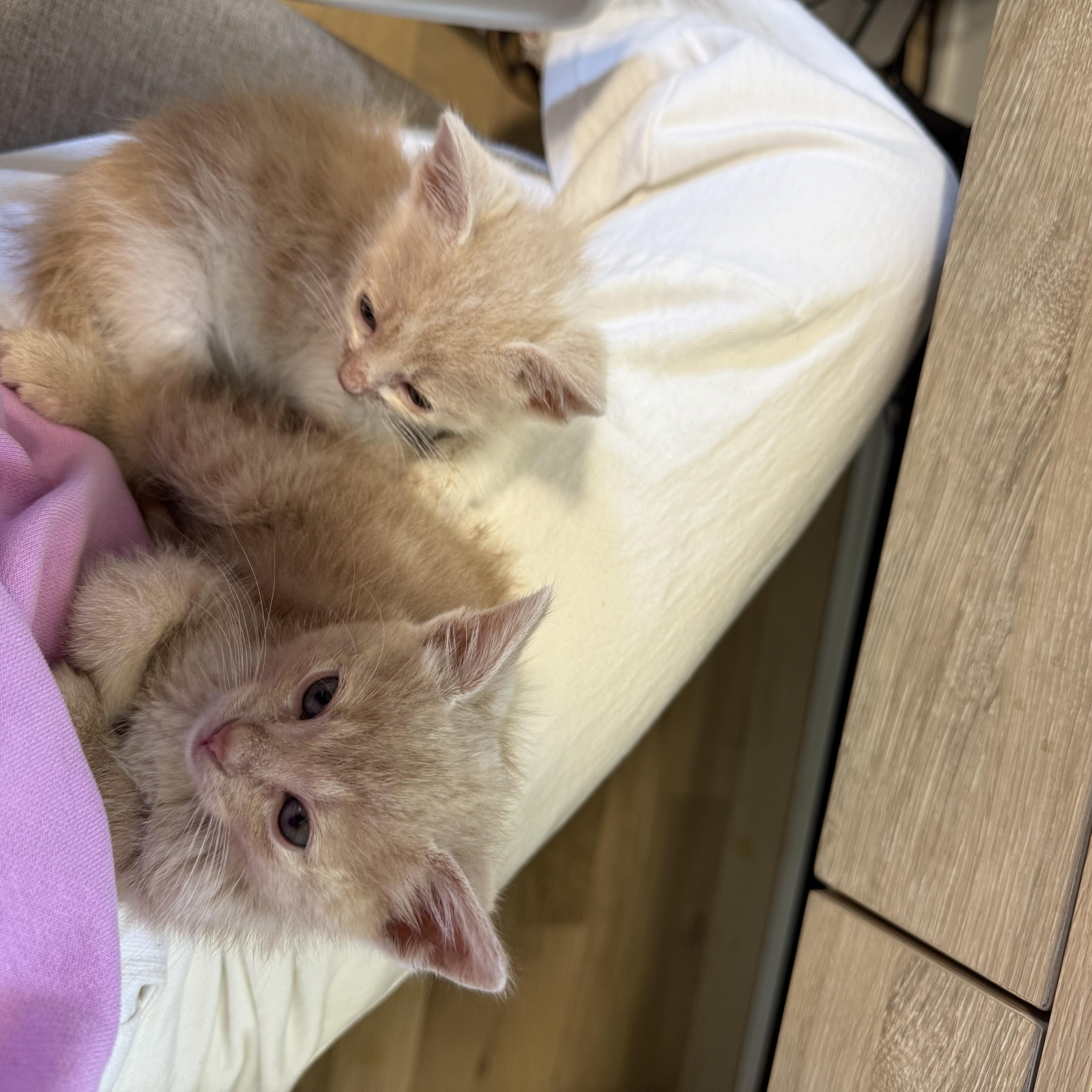 Poppy & Pumpkin thumbnail 3