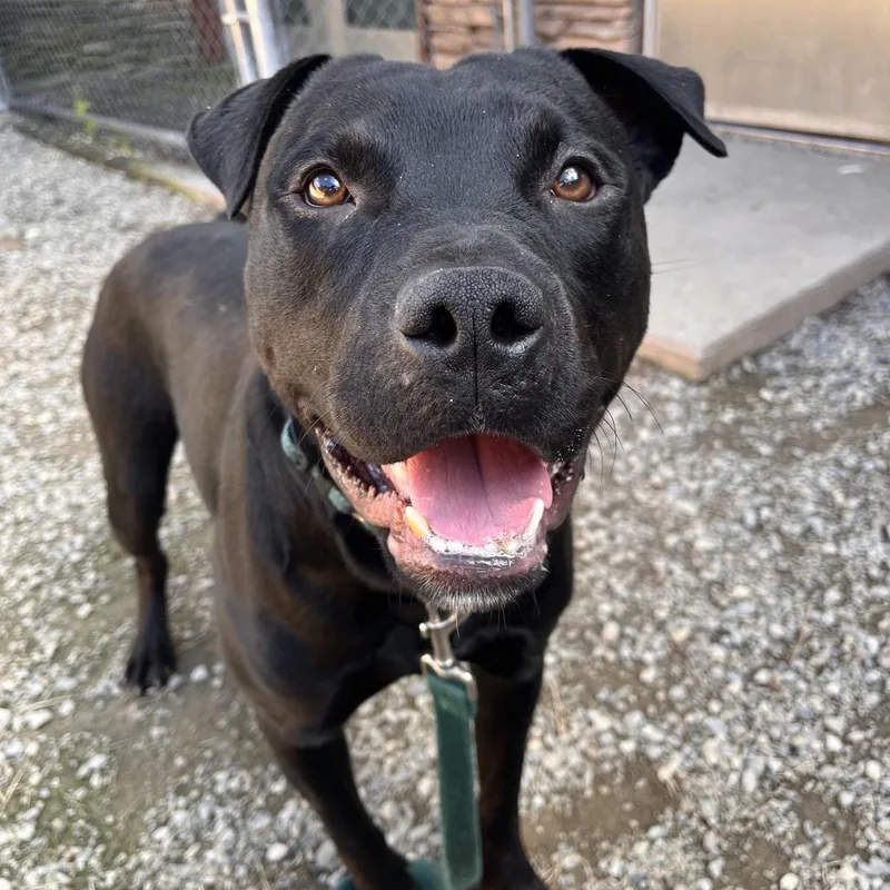 An adult large-sized male Mixed Breed dog named Buck for adoption in Fairport, NY