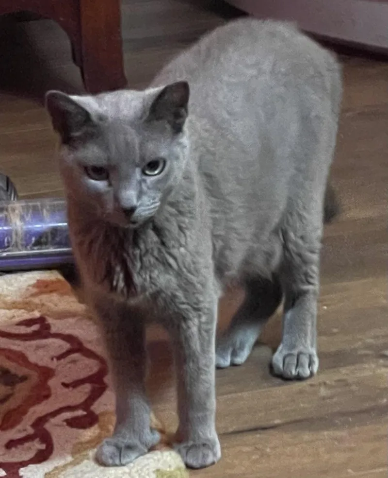 An adult medium-sized female Gray / Blue / Silver Russian Blue cat named Ms Grey for adoption in san antonio, TX