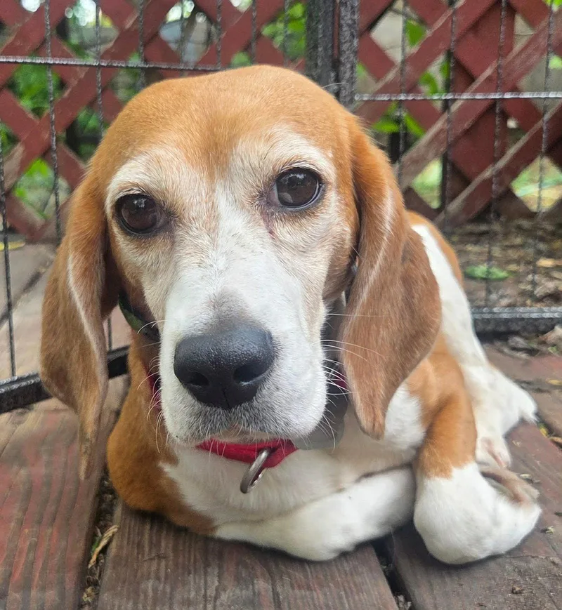 An adult small-sized female Beagle dog named Liberty for adoption in Crystal, MN