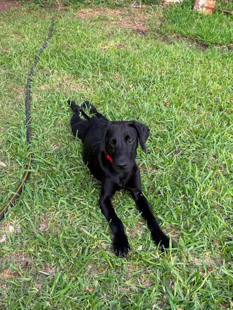 Binx