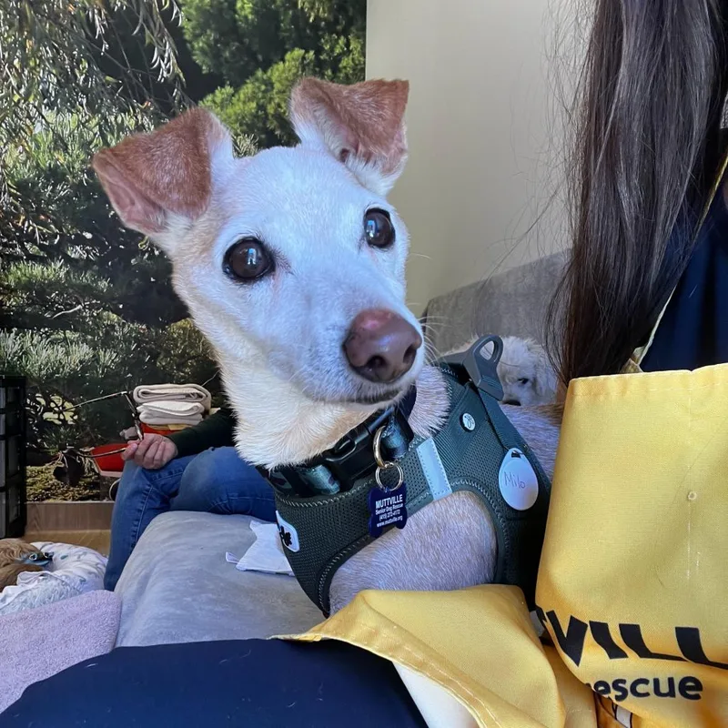 A senior small-sized male Yellow / Tan / Blond / Fawn Chihuahua dog named Milo for adoption in San Francisco, CA