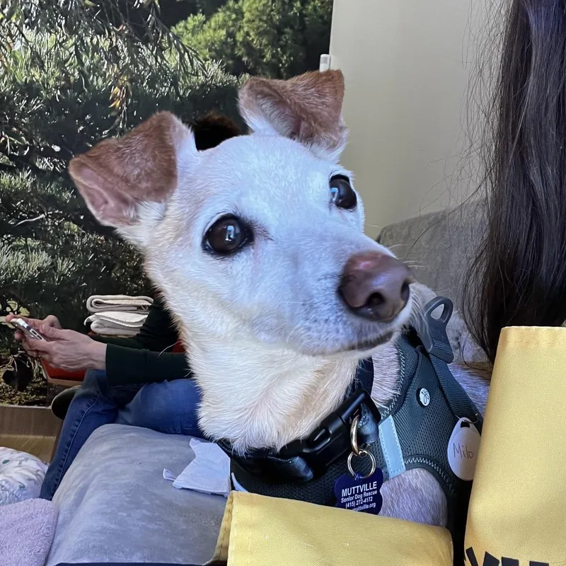 Milo thumbnail 3