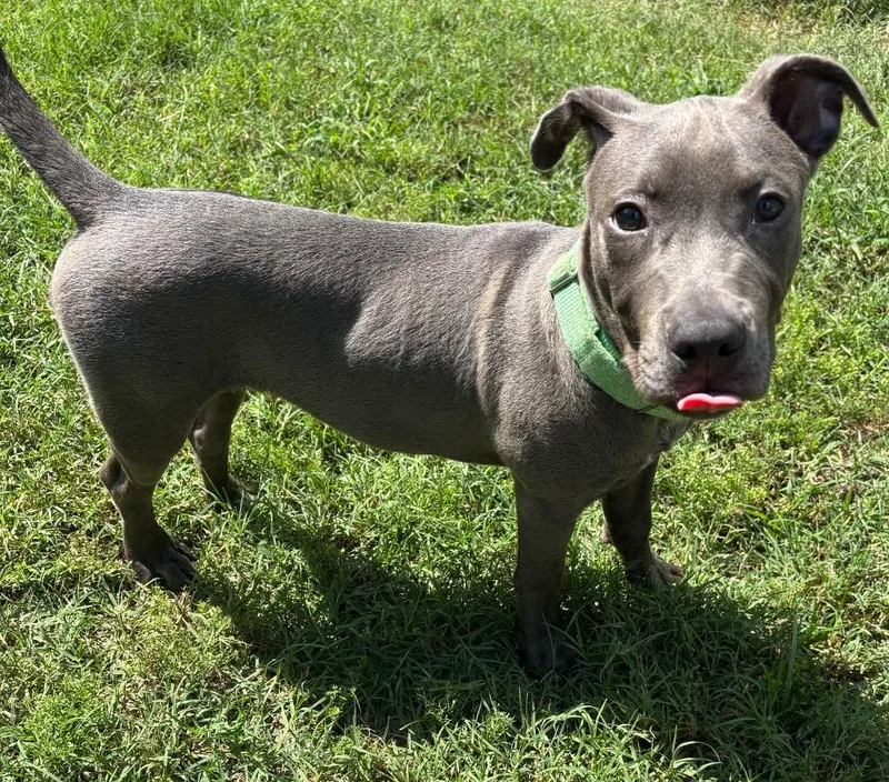 A baby small-sized male Mixed Breed dog named Mr.Dude for adoption in Ocala, FL