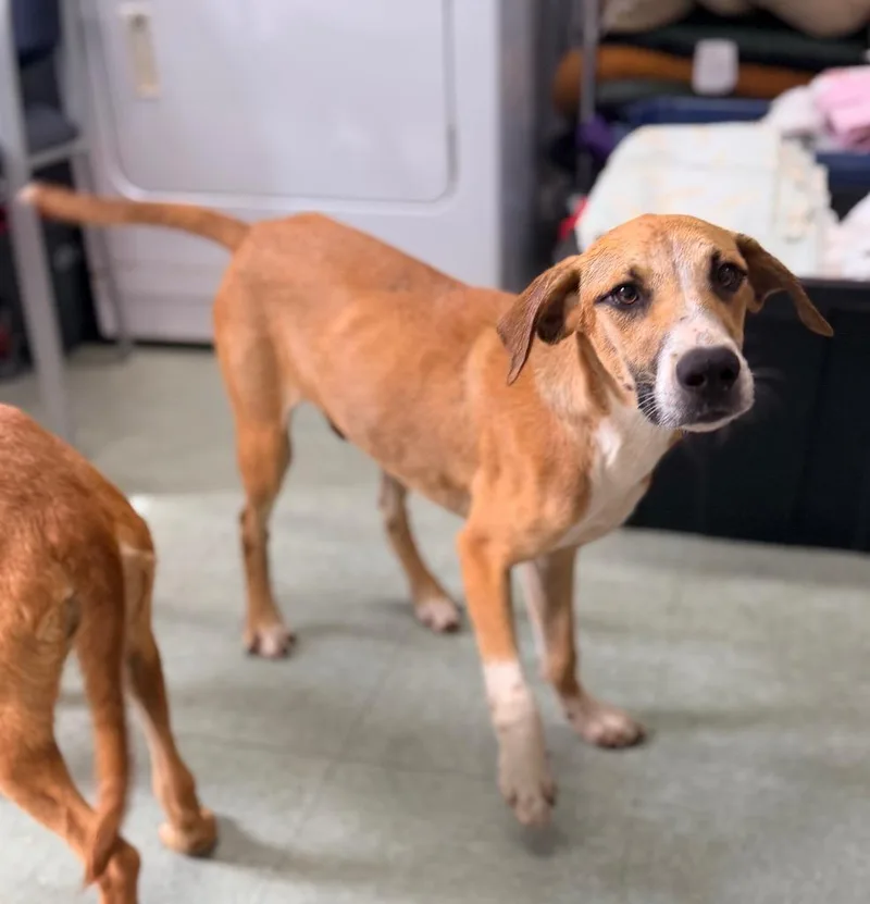 A baby medium-sized male Black Mouth Cur dog named John B for adoption in Danielsville, GA