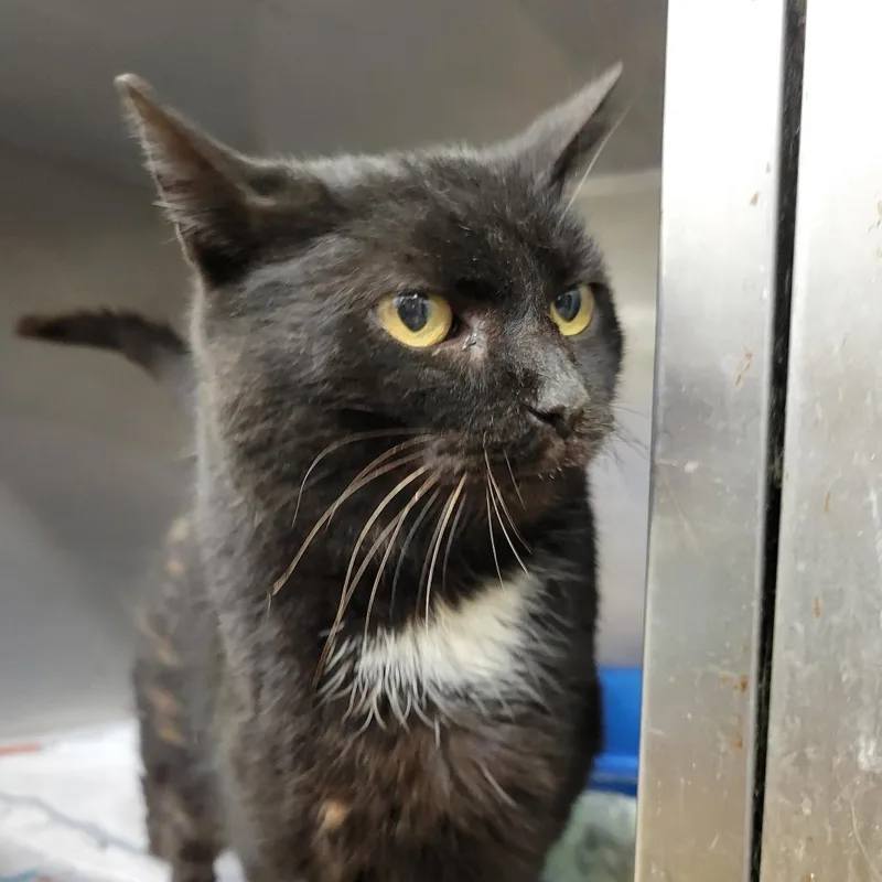 An adult large-sized female Black Domestic Long Hair cat named Kayli for adoption in Ruckersville, VA