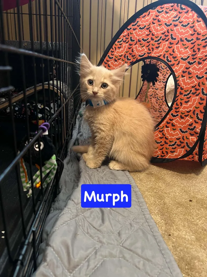 A baby medium-sized male Domestic Medium Hair cat named Murph for adoption in Yardley, PA