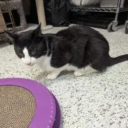 A young medium-sized male Black Domestic Short Hair cat named Fonzie for adoption in Annapolis, MD