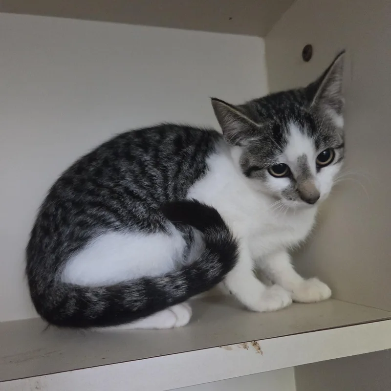 A young medium-sized female Tabby (Brown / Chocolate) Domestic Short Hair cat named Spookles for adoption in Brookings, SD