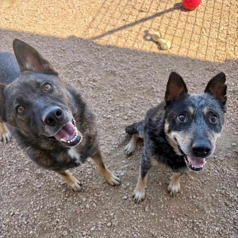 An adult medium-sized female Brown / Chocolate Shepherd dog named Magnolia KCAC for adoption in Kerrville, TX