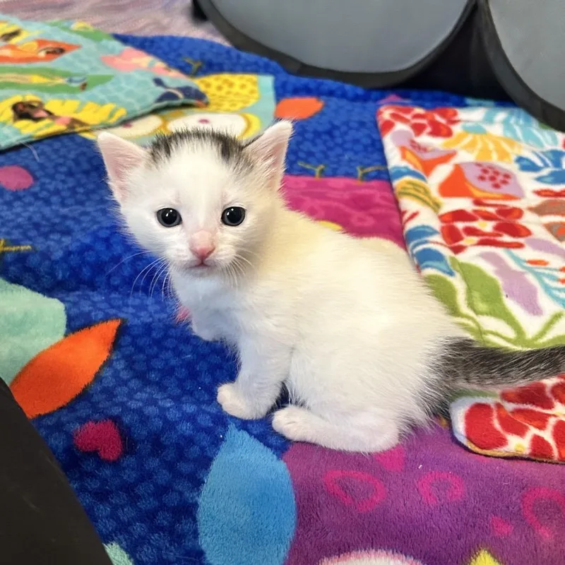 A baby small-sized female White Domestic Short Hair cat named Rue for adoption in North Branford, CT