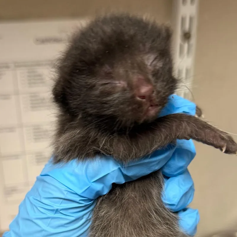 A baby small-sized male Black Domestic Short Hair cat named Bennett for adoption in Yuma, AZ