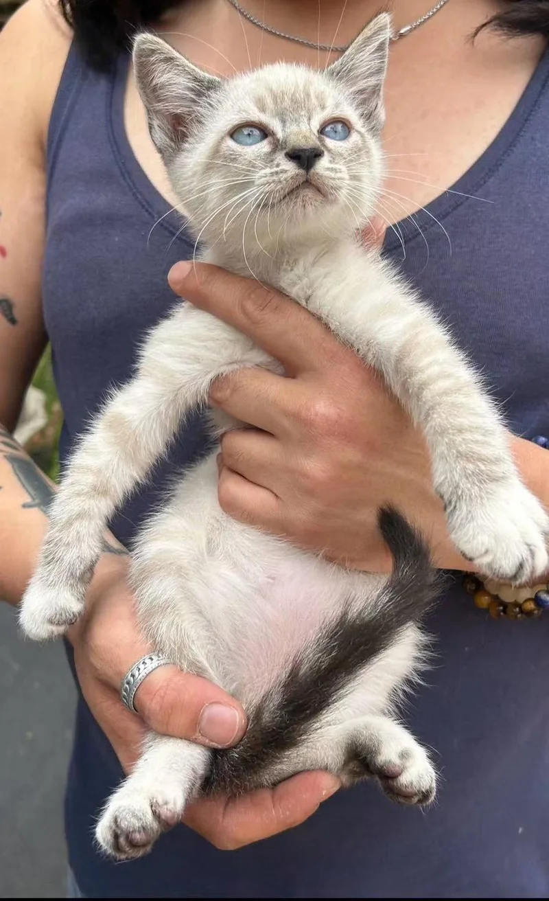 A baby medium-sized male Siamese cat named Stanley Napa for adoption in Napa, CA