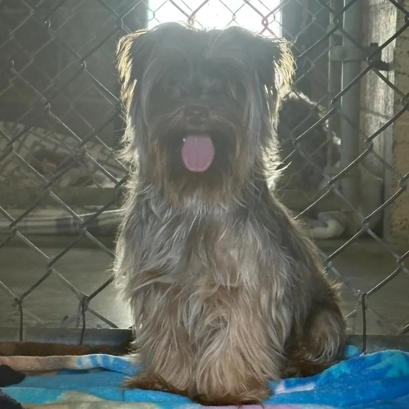 A young small-sized male Brown / Chocolate Yorkshire Terrier dog named Huero for adoption in Santa Barbara, CA