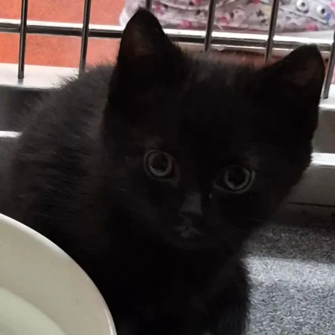 A baby medium-sized male Black Domestic Short Hair cat named Erwin for adoption in Tomah, WI