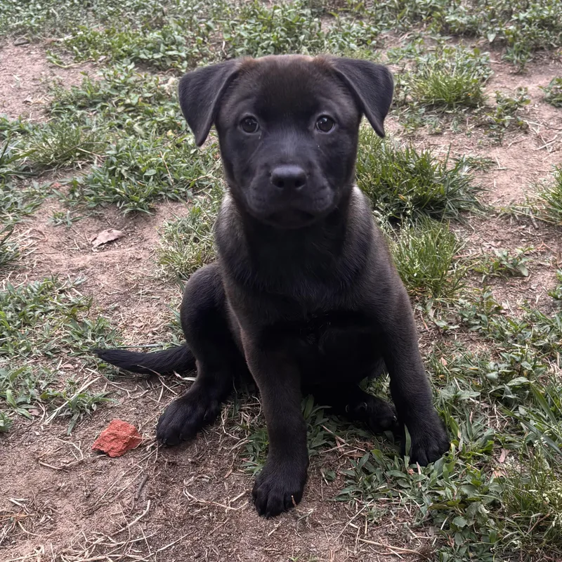A baby medium-sized female Retriever dog named Nola for adoption in Ellicott City, MD