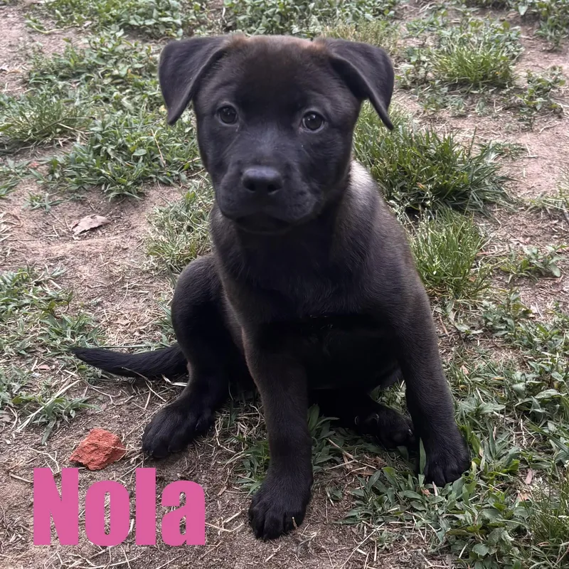 Nola thumbnail 2
