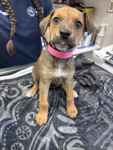 A baby small-sized female German Shepherd Dog dog named Arcee for adoption in Norco, CA