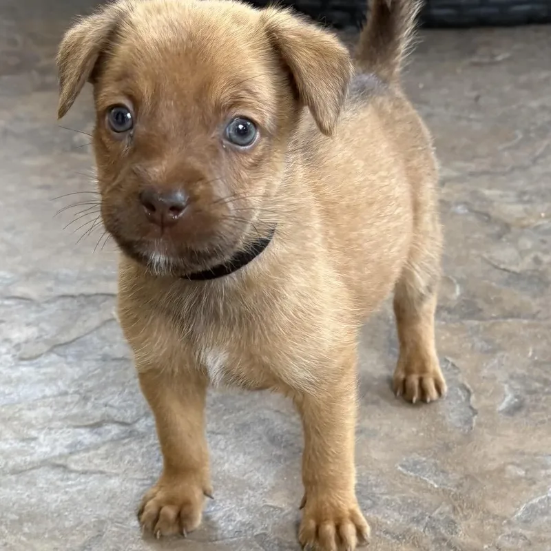 A baby small-sized male White / Cream Terrier dog named Kevin Bacon for adoption in Escondido, CA