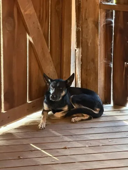 An adult medium-sized female German Shepherd Dog dog named Annabelle for adoption in Fresno, CA