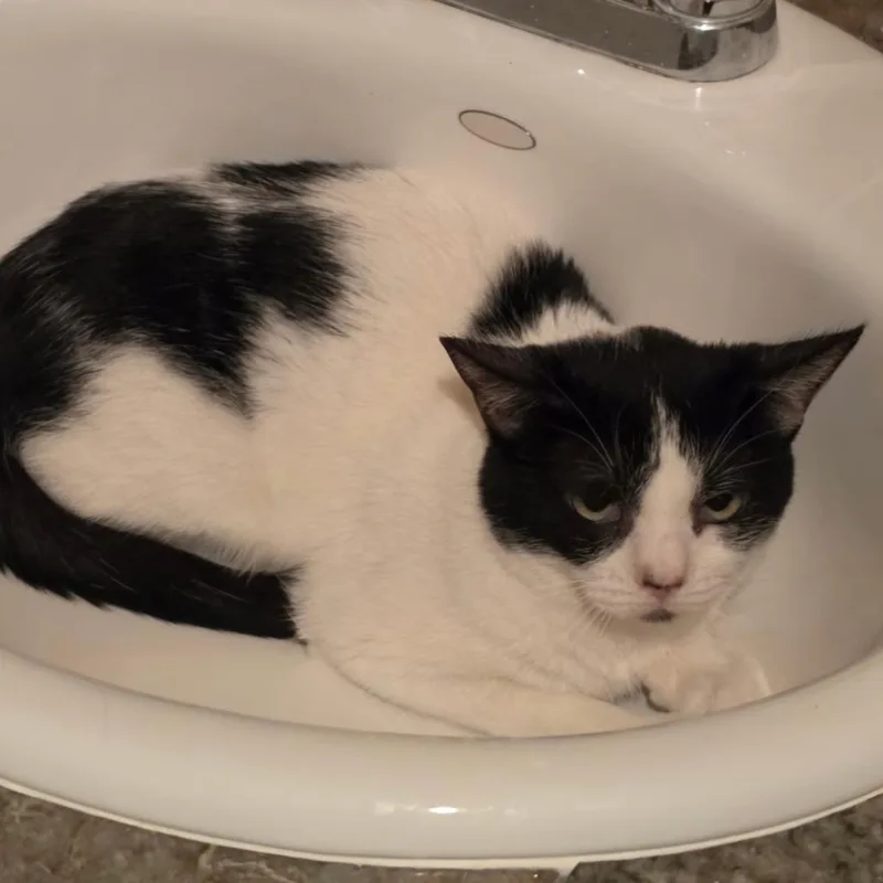 A baby small-sized female Black Domestic Short Hair cat named Clara for adoption in Las Vegas, NV