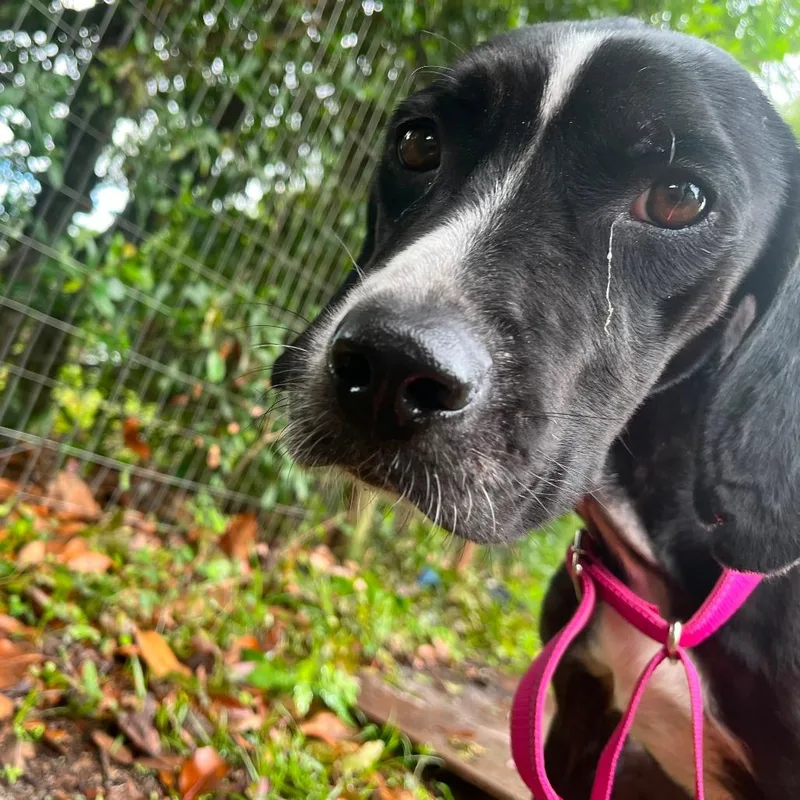 An adult medium-sized female Brindle Hound dog named Cali for adoption in Merritt Island, FL