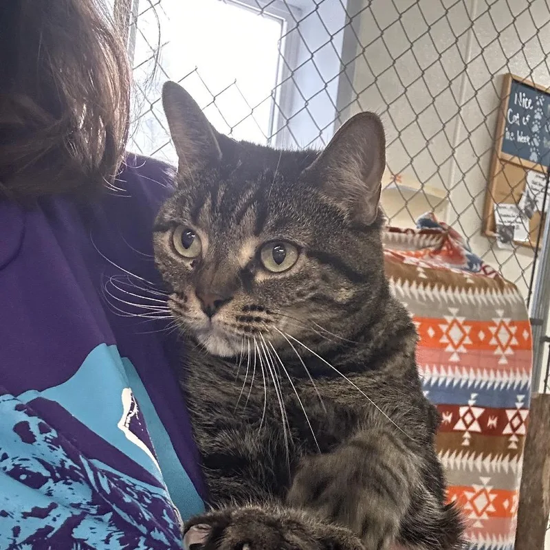 An adult large-sized male Brown / Chocolate Domestic Short Hair cat named Luck for adoption in East Smithfield, PA