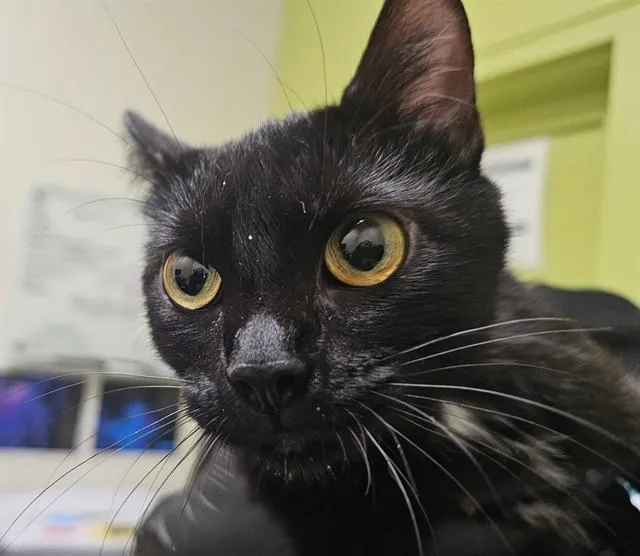 A young small-sized female Domestic Short Hair cat named Edna for adoption in Pueblo, CO