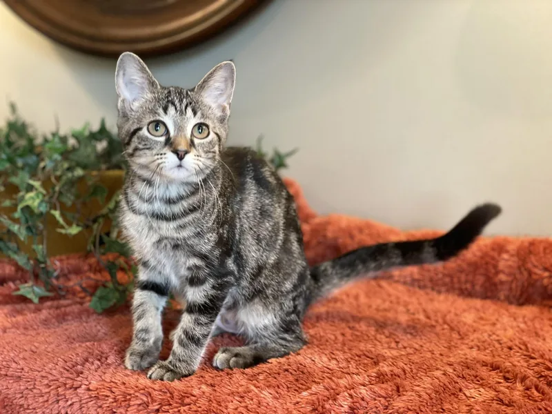 A baby medium-sized female Tabby (Gray / Blue / Silver) Tabby cat named Baby Ruth for adoption in Taylor, MI
