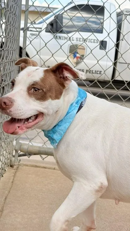 An adult large-sized female Pit Bull Terrier dog named Peggy for adoption in Balch Springs, TX