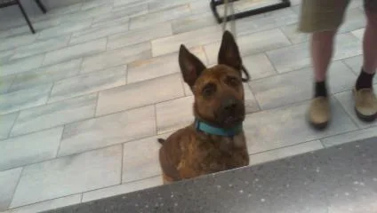 A young medium-sized female Mixed Breed dog named Margaux for adoption in Charlotte, NC