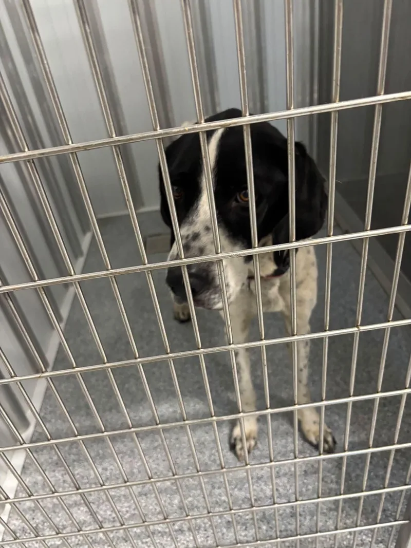 A young large-sized male Hound dog named Mr Big for adoption in bellefontaine, OH