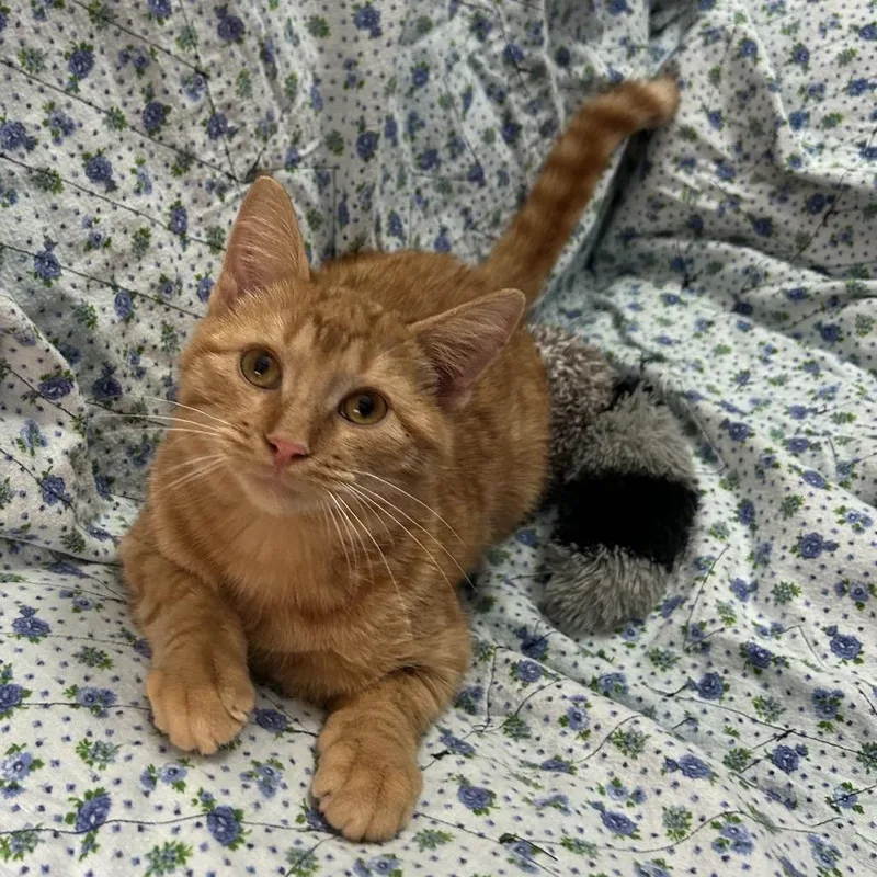 Sundance thumbnail 4