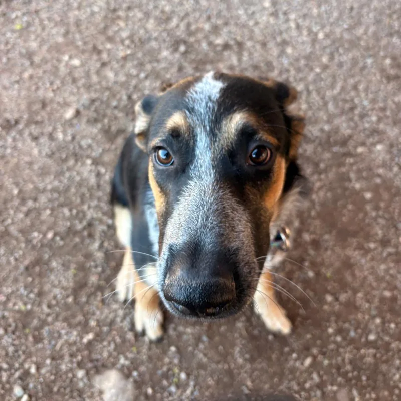 A young medium-sized female Black Australian Cattle Dog / Blue Heeler dog named Remielle for adoption in Glenwood Springs, CO