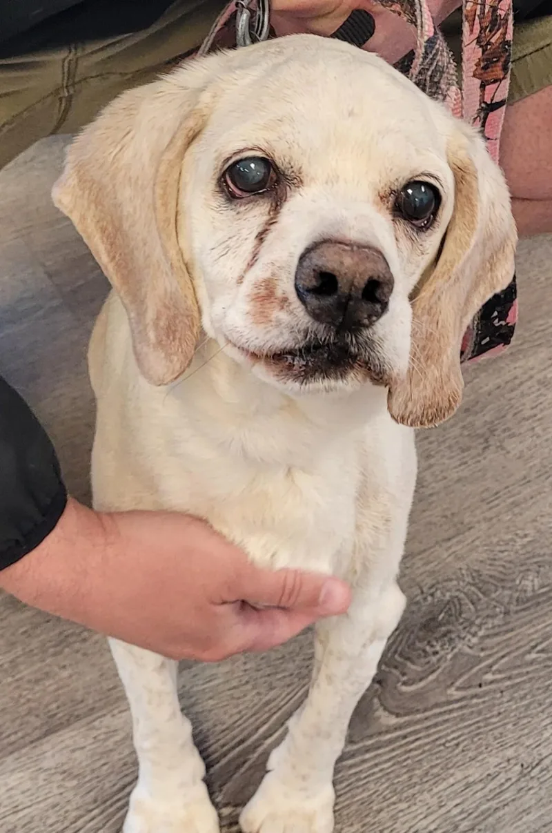 A senior medium-sized male Cocker Spaniel dog named Ezekiel for adoption in Westminster, MD