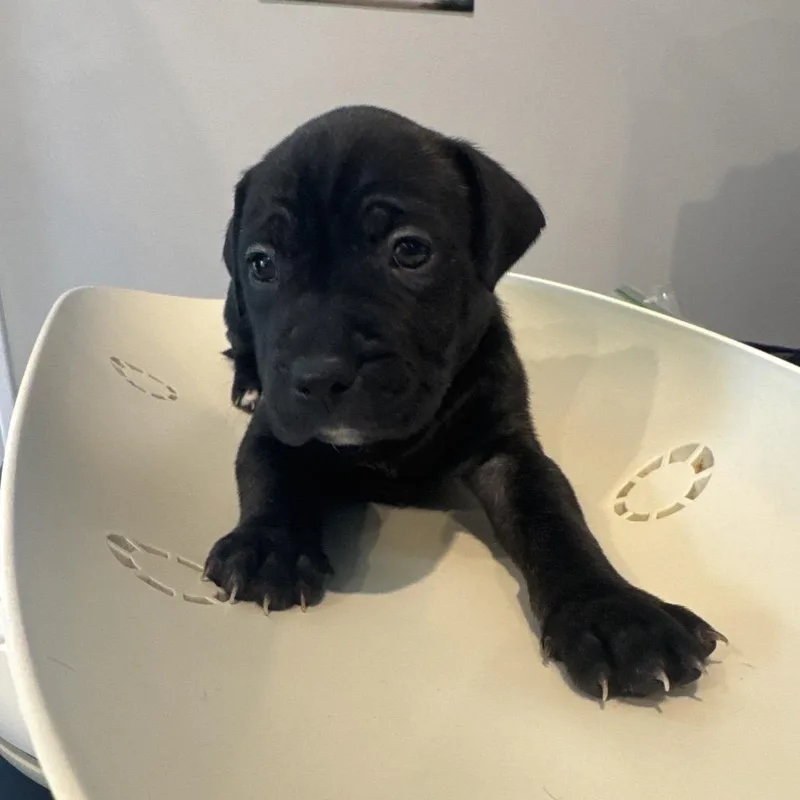 A baby small-sized male Brindle Mixed Breed dog named Leon for adoption in Columbus, GA