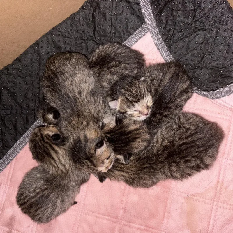 A baby small-sized male Brown / Chocolate Domestic Short Hair cat named Howard C for adoption in Princeton, MN