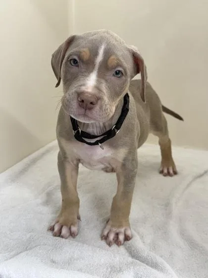 An adult medium-sized male Mixed Breed dog named Shane for adoption in West Chester, PA
