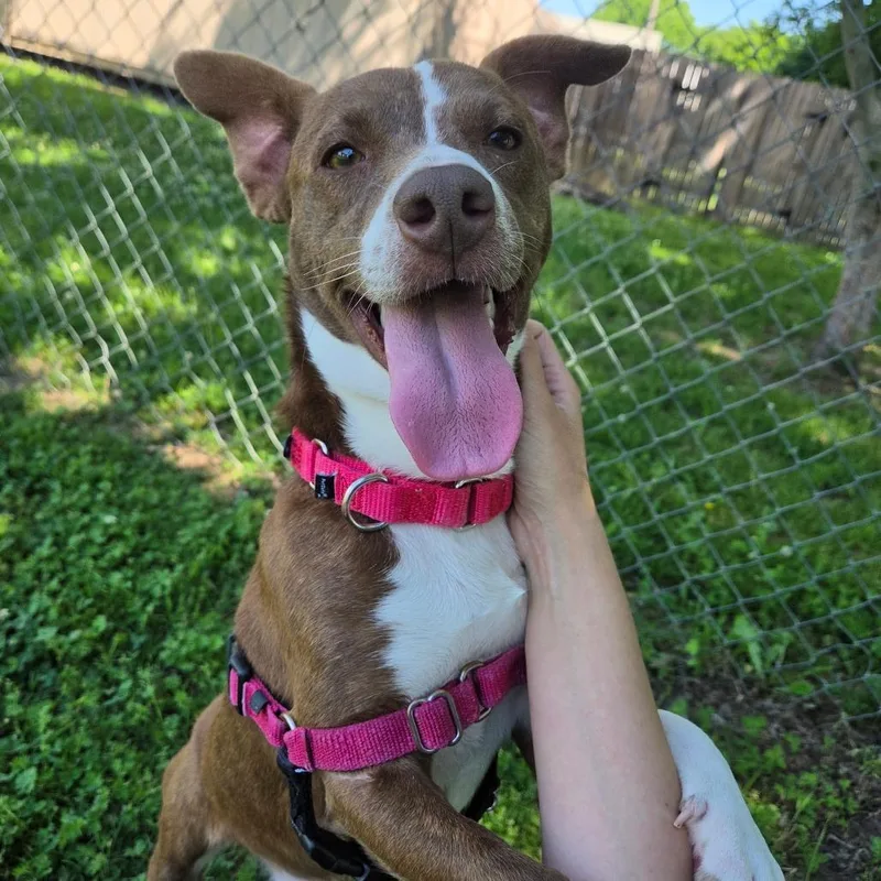 A young small-sized male Brown / Chocolate Mixed Breed dog named Barker for adoption in Tulsa, OK