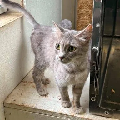 A young small-sized female American Shorthair cat named Audi for adoption in Danbury, CT