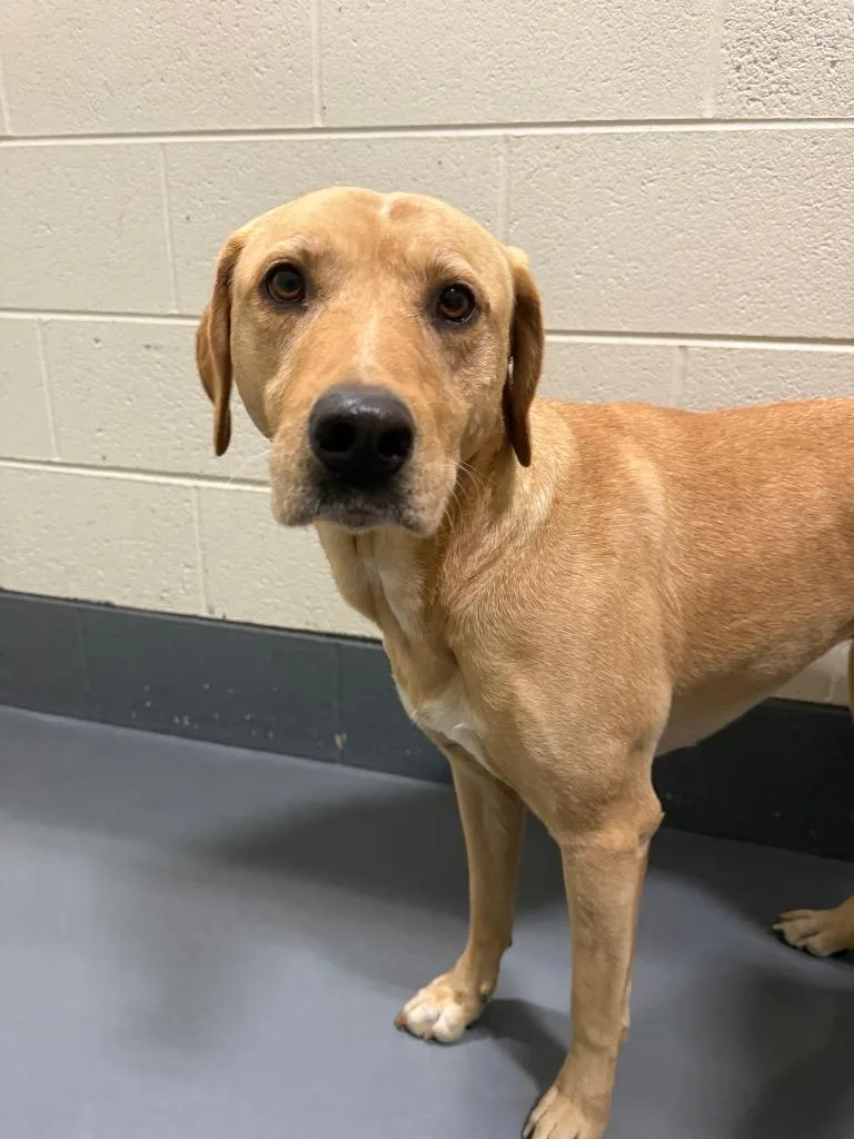 An adult large-sized female Labrador Retriever dog named Sandy for adoption in Johnson City, TN