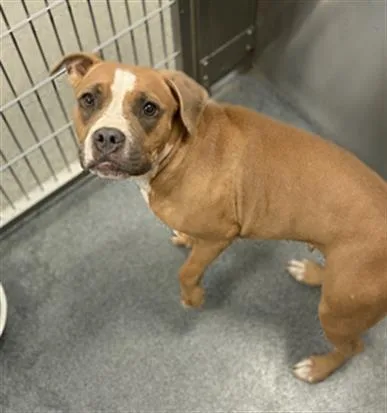 A young large-sized female Mixed Breed dog named Glovie for adoption in Dallas, TX