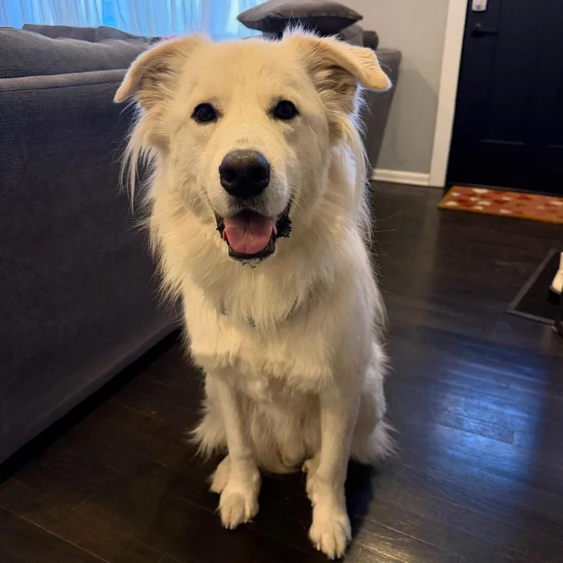 Great White thumbnail 6