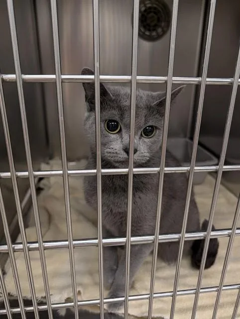 A young medium-sized female Domestic Short Hair cat named Meredith Grey for adoption in Minneapolis, MN