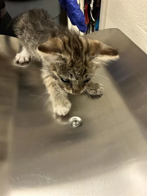A baby small-sized male Domestic Short Hair cat named Leo for adoption in Long Beach, CA