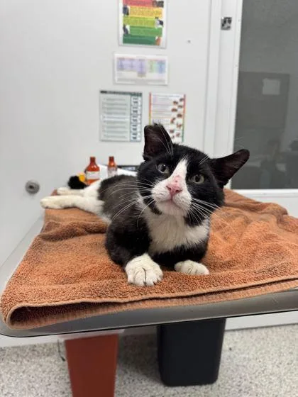 An adult small-sized male Black Domestic Short Hair cat named Brick for adoption in Kansas City, MO