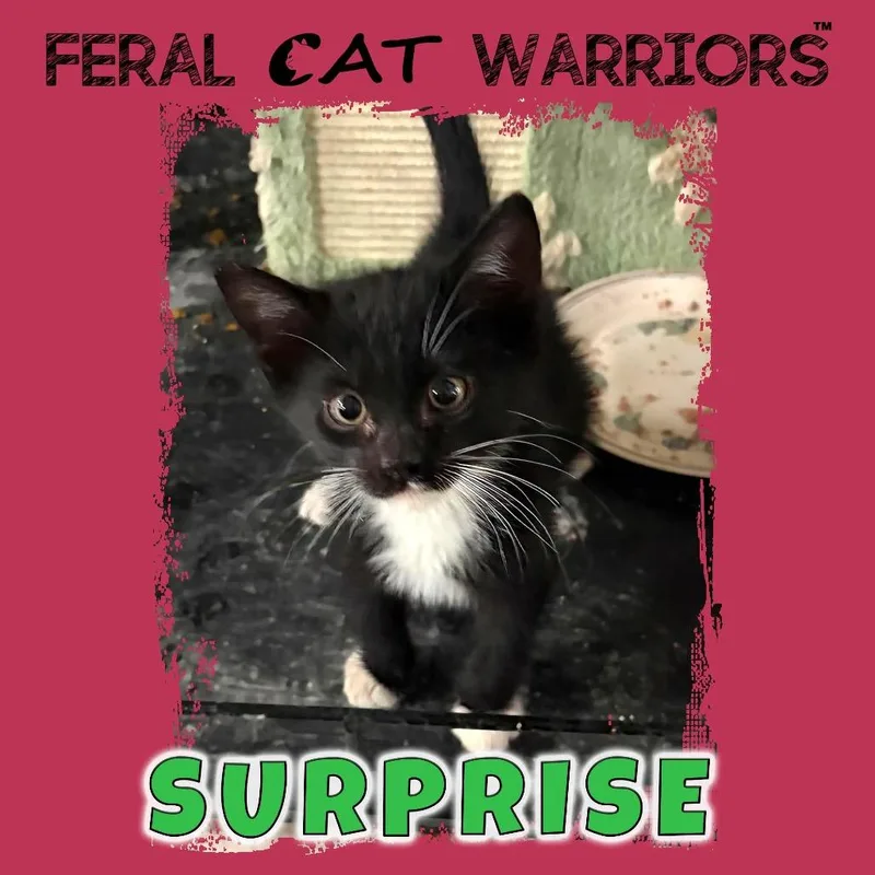 A young small-sized male Domestic Short Hair cat named Surprise for adoption in Kingman, AZ