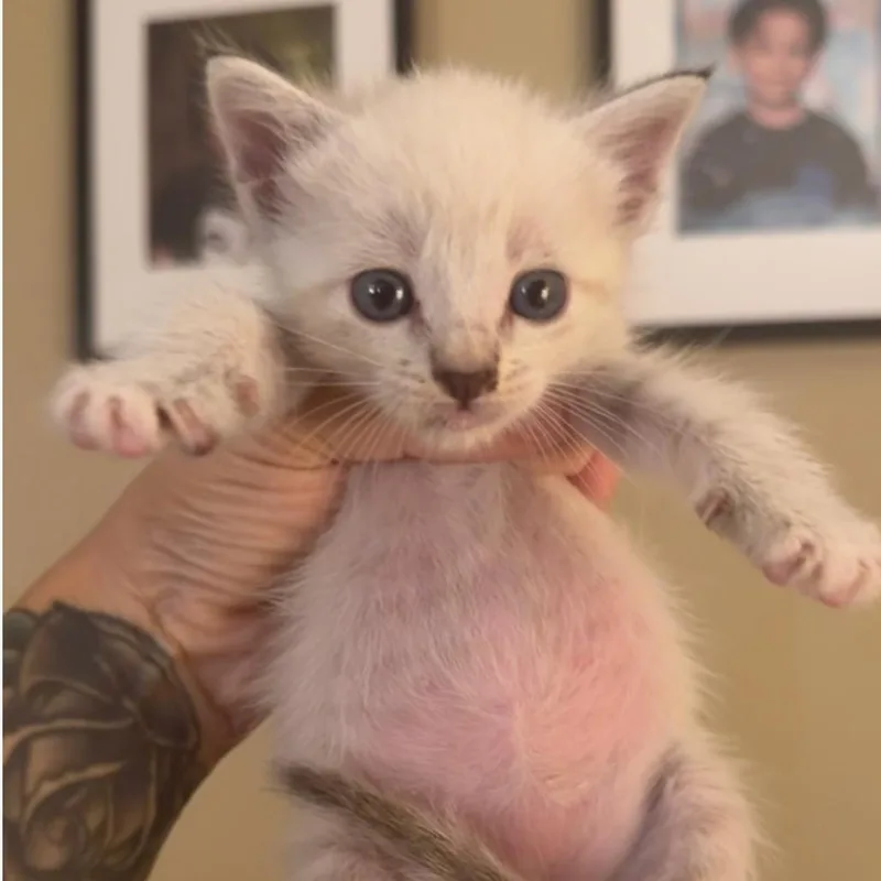 A baby small-sized female Siamese cat named Snowberry for adoption in Long Beach, CA
