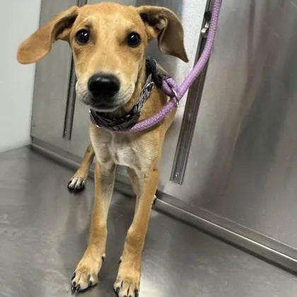 A young medium-sized female Yellow / Tan / Blond / Fawn Doberman Pinscher dog named Kitana for adoption in Converse, TX